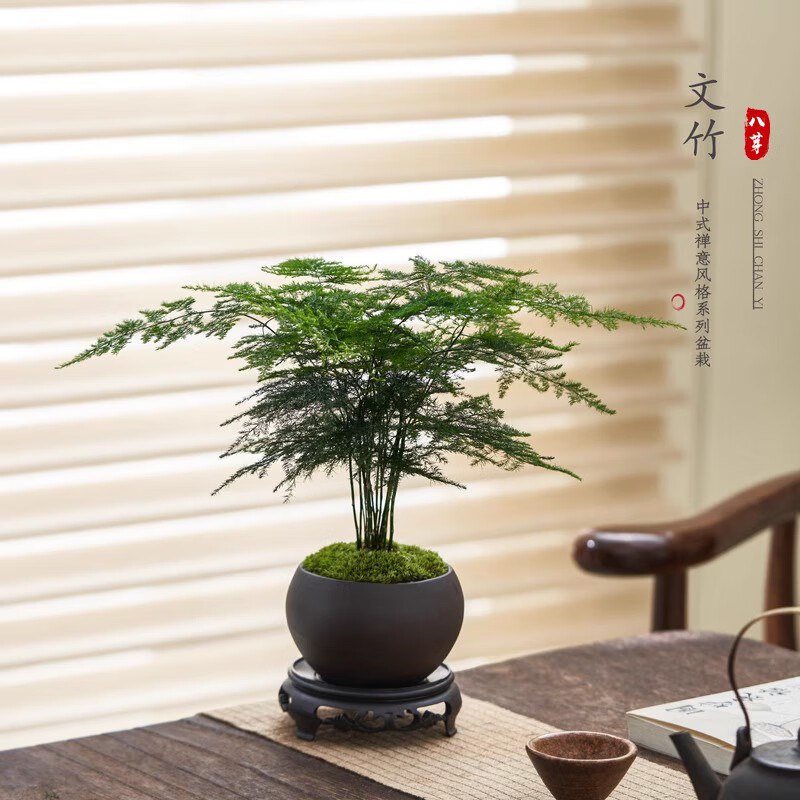 八芽绿植盆栽合集①9.8元 禅意盆文竹+密胺托盘